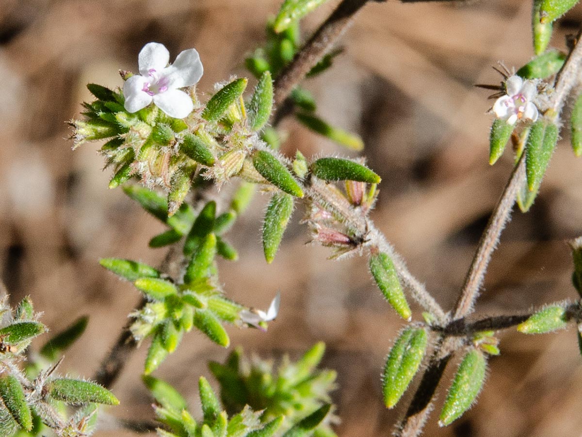 Blüte, Blätter